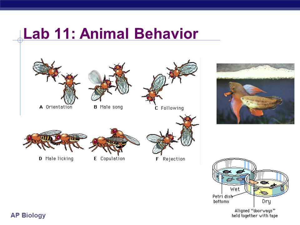 Ap biology lab 11 animal behavior